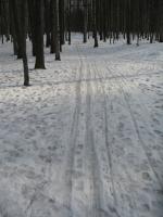 Лыжня