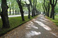 Павловский парк. Ливень.