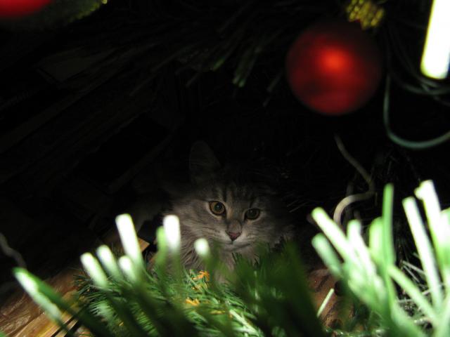 Новокотнее