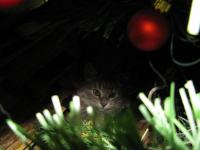 Новокотнее