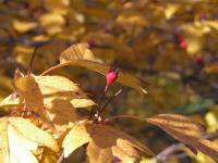 PICT0036