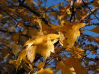 PICT0038
