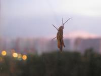 раз кузнечик 