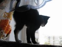 Super Cat